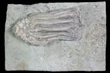 Crinoid (Macrocrinus) Fossil - Crawfordsville, Indiana #92758-2